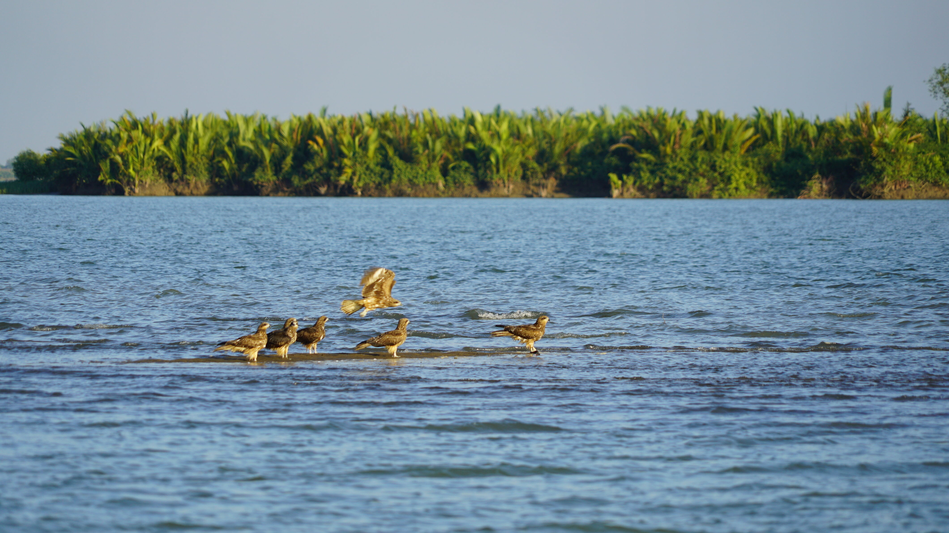 Irrawaddy Schwarze Merline